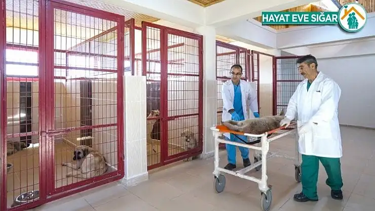 Malatya'da sokak hayvanlarının bakımına itina