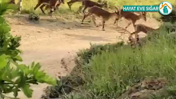 Malatya'da yaban keçileri sürü halinde görüntülendi
