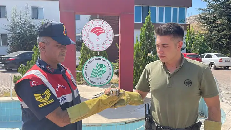 Malatya'da yaralı bulunan atmaca tedaviye alındı