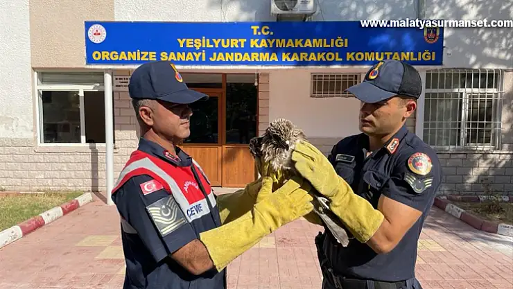 Malatya'da yaralı şahin bulundu