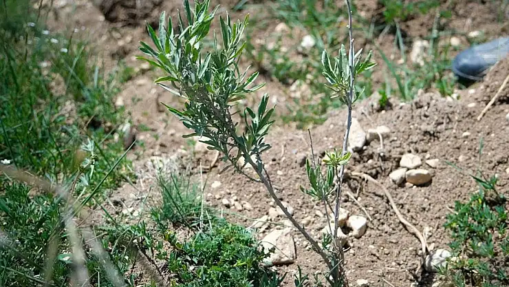 Malatya'da Yem Bitkisi Açığı Tuz Çalısı ile Kapatılacak
