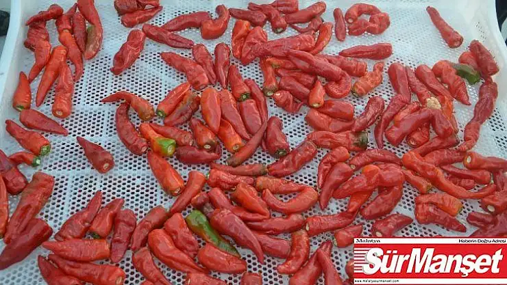 Malatya'da yerli üretim 'Dila Kırmızıbiber' de ilk hasat gerçekleştirildi