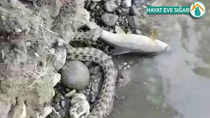 Malatya'da yılanın balık avı kameraya yansıdı