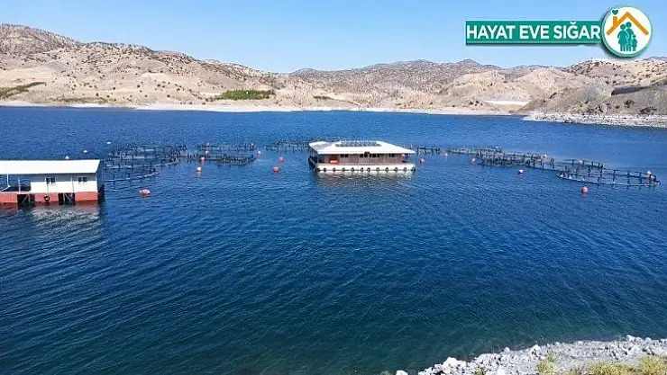 Malatya'dan 11 ülkeye balık ihracatı