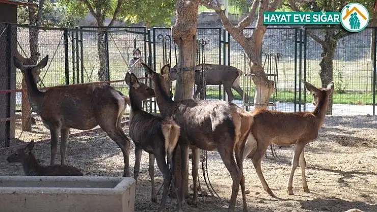 Malatya Hayvanat Bahçesi 7 ay sonra kapılarını yeniden açtı