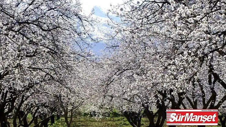 Malatya, kayısı çiçeği gelinliğine büründü