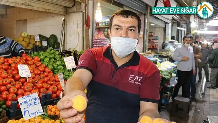 Malatya kayısısı tezgahlara geldi