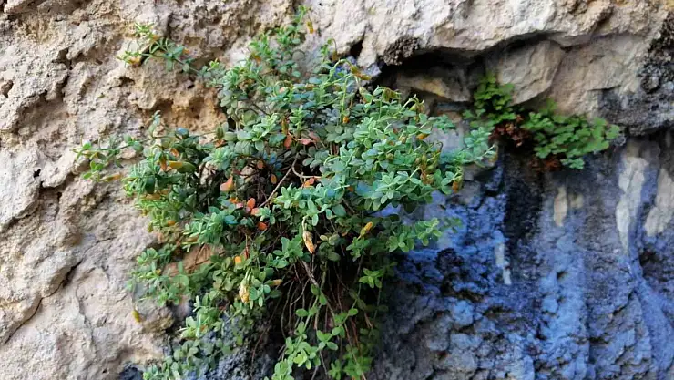Malatya'ya özgü endemik bitki, sarı kantarondan daha etkili bulundu