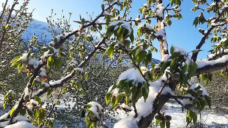 Malatyalılar Kar yağışı kayısı için felaket oldu