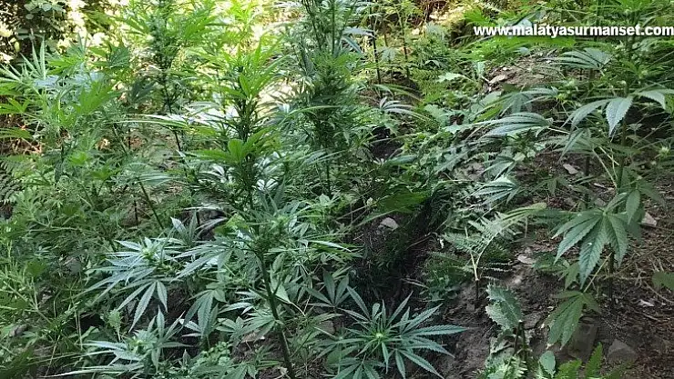 Manisa'da 519 kök kenevir bitkisi ve 2 kilogram kubar esrar ele geçirildi