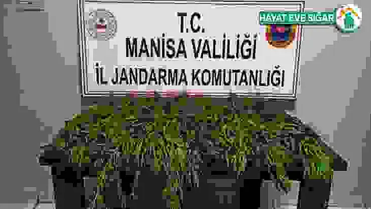 Manisa'da kenevir operasyonu