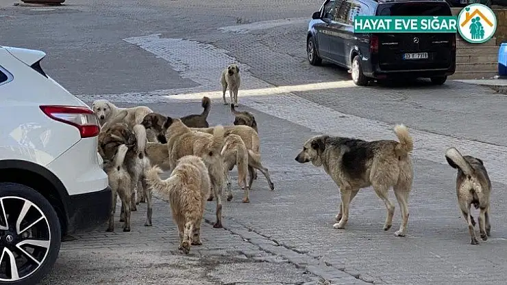 Mardin'de sokak köpekleri çocuklara saldırdı