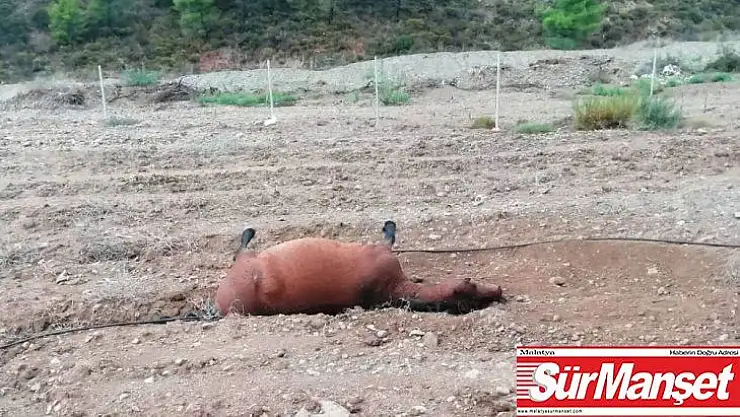 Marmaris'te at katliamı