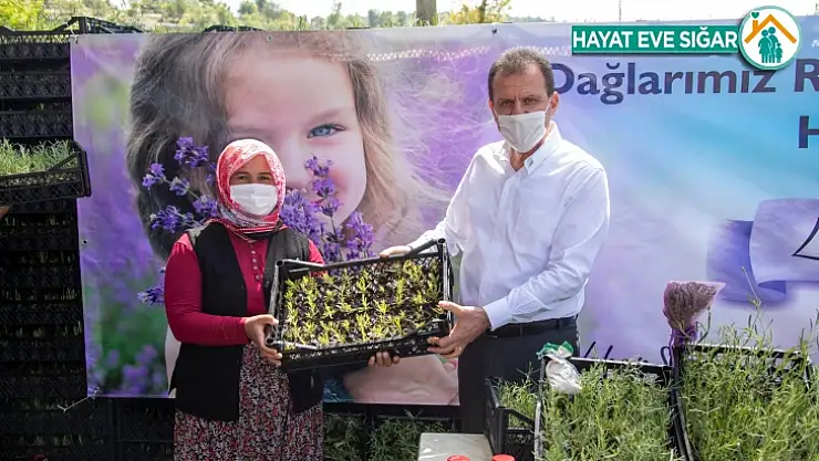 Mersin, Lavanta Üretiminin Merkezi Olacak