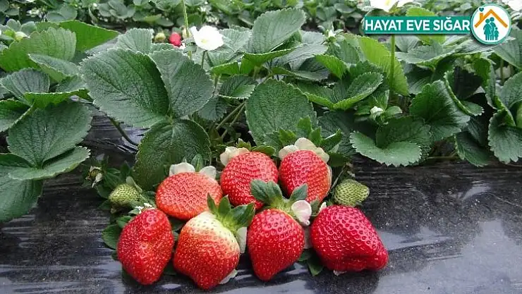Mersin ve Adana'nın mayıs enflasyonu yüzde 10,67