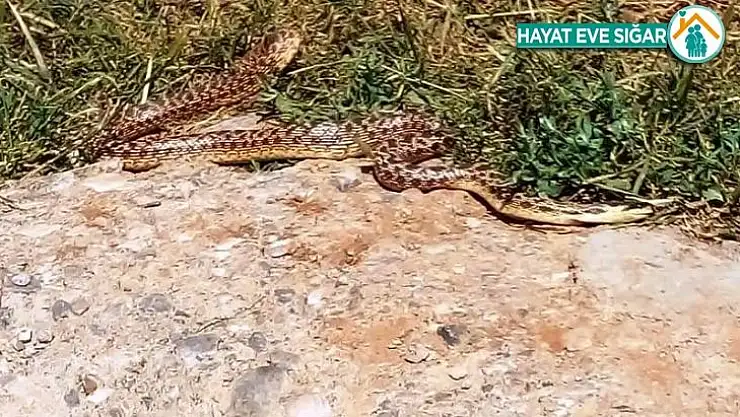 Mezrada görülen yılanlar korkuttu