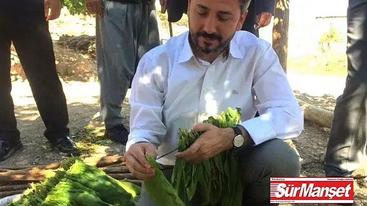 Milletvekili Aydın'dan tütün üreticilerine büyük müjde