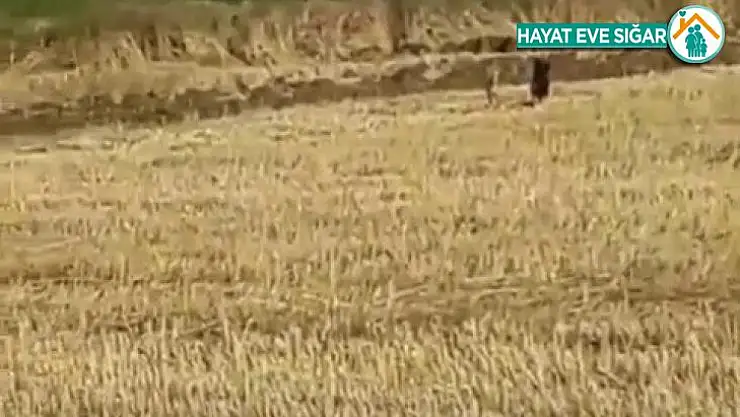 Mısır tarlasındaki domuzlar tedirginliğe neden oldu