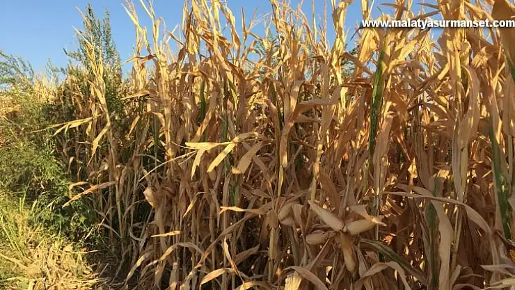 Mısırda kalite yüksek, verim düşük
