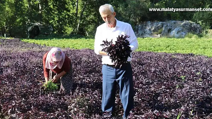 Mor reyhanda hasat zamanı