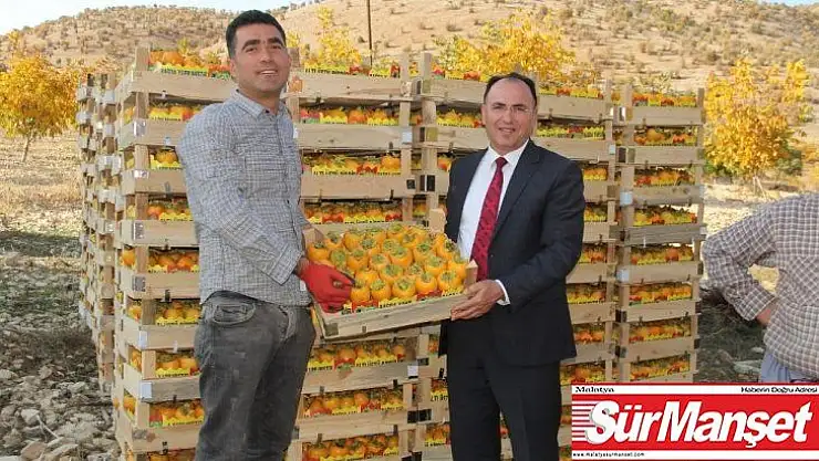 Müdür Alan, hurma hasadını yerinde gördü