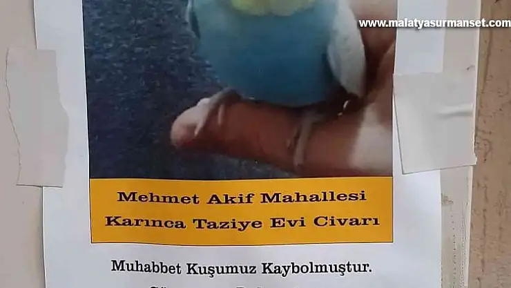 Muhabbet kuşunu bulana ödül