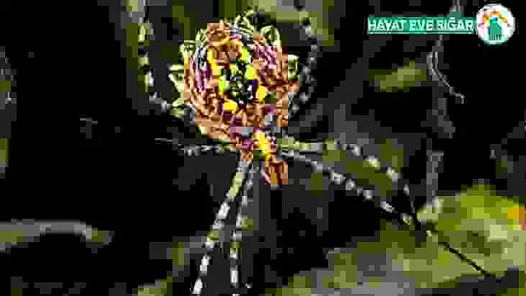 Nadir görülen örümcek Kahramanmaraş'ta görüntülendi