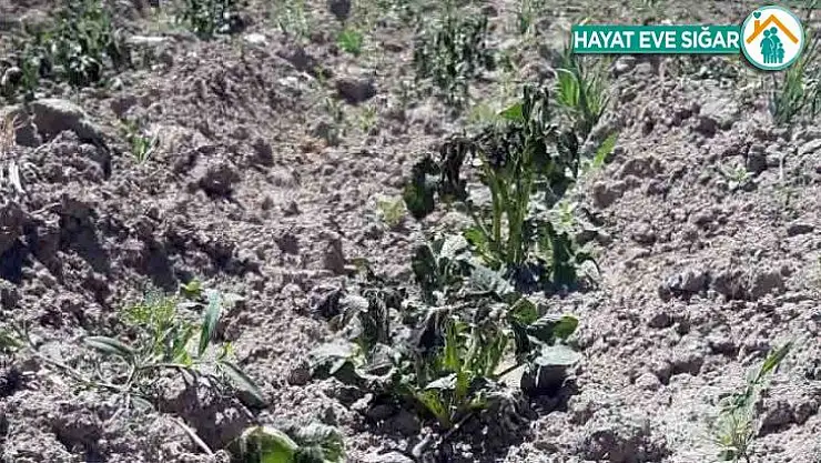 Nallıhan'a ekinleri soğuk vurdu