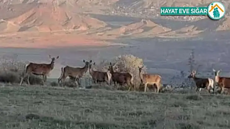 Nallıhan'da geyik sürüsü görüldü