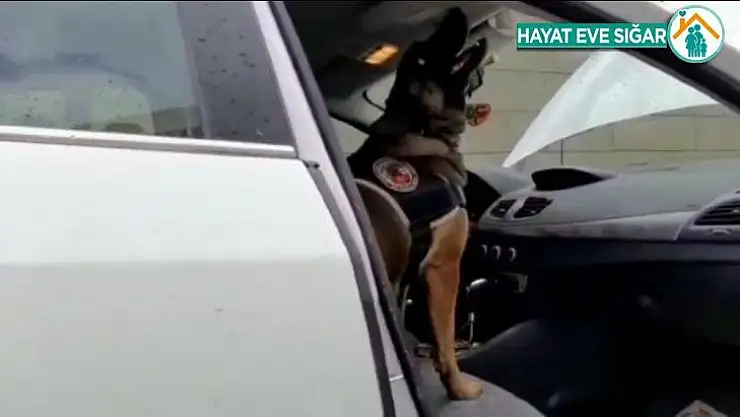 Narkotik köpeği tepki verdi, uyuşturucu lambanın arkasından çıktı