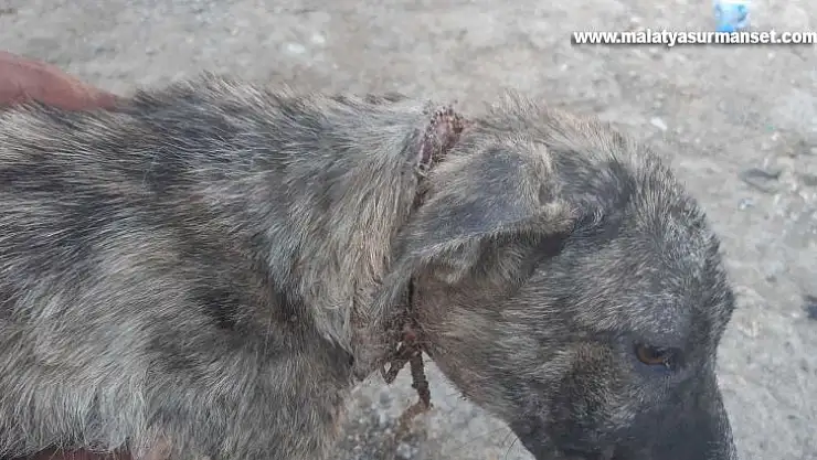 Naylon ip köpeğin boynunu kesti