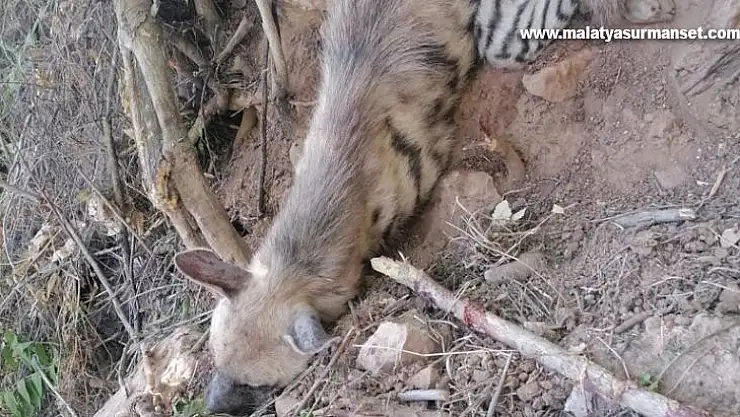 Nesli tükenme tehlikesi olan çizgili sırtlan bulundu