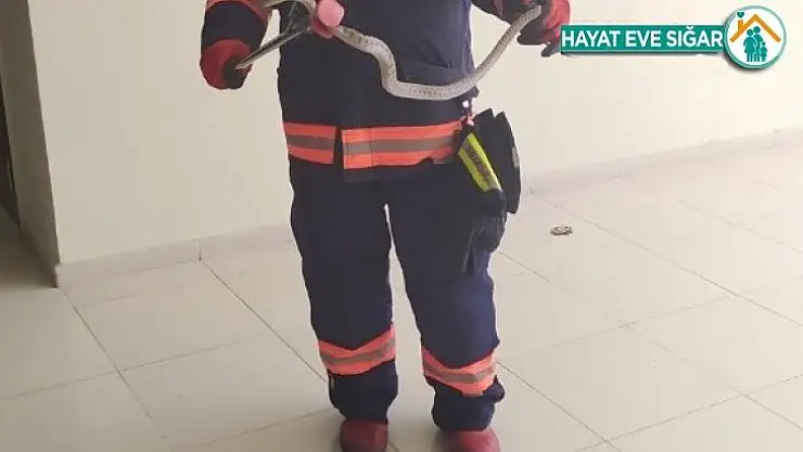 Okulda yakalanan yılanlar doğaya bırakıldı
