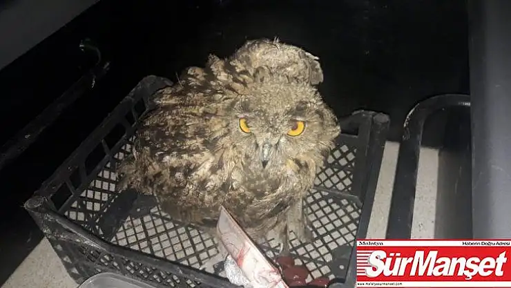 Ölmek üzereyken bulunan baykuşa polisler sahip çıktı