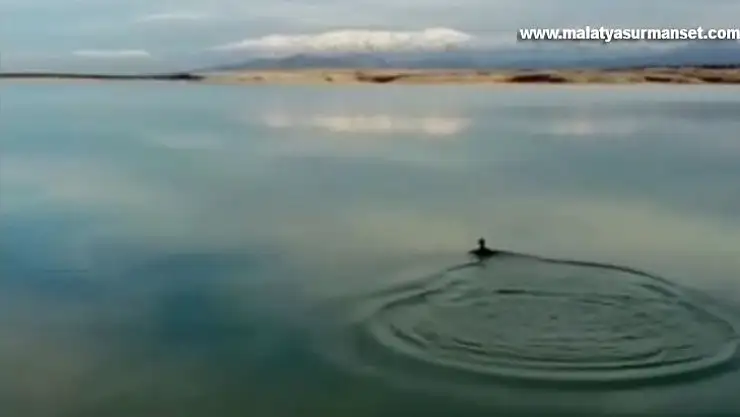 Oltaya balık yerine karabatak takıldı, vatandaş neye uğradığını şaşırdı