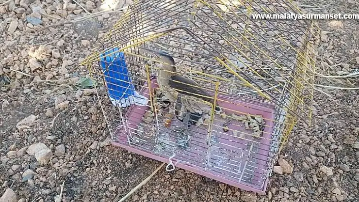 Ölü taklidi yapan yaralı 'balaban' köylüler tarafından fark edildi, yetkiler tedavi altına aldı