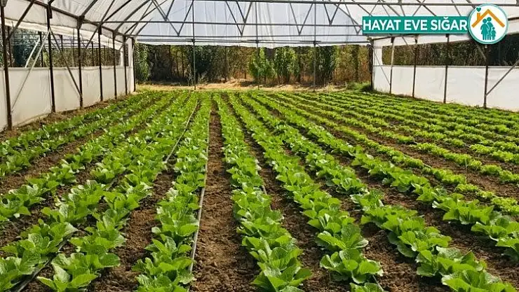 Organik Tarım Desteklemeleri müracaatları başladı