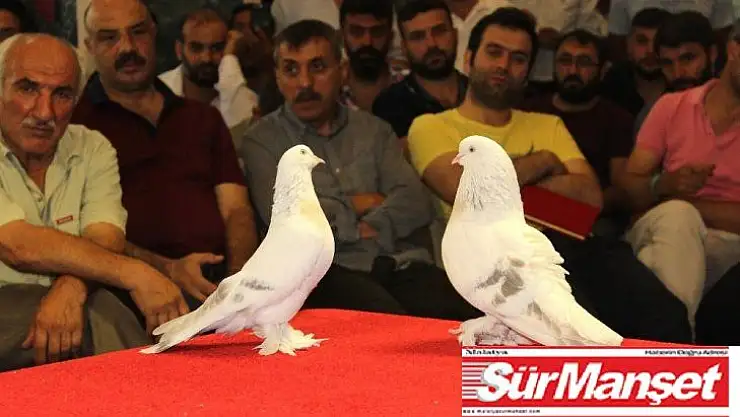 Otomobil fiyatına güvercin