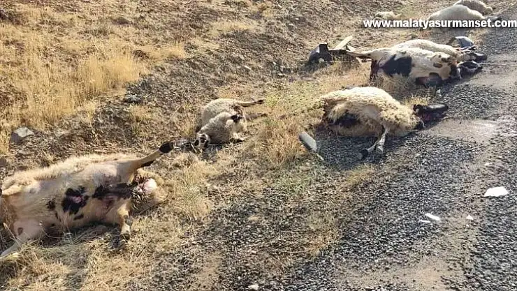 Otomobil sürüye daldı: 12 koyun telef oldu