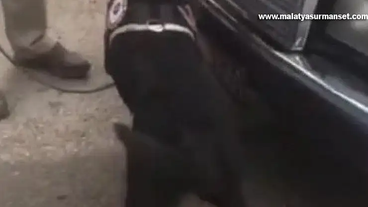 Otomobile gizlenen uyuşturucuyu narkotik köpeği Athena buldu