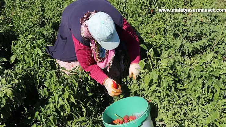 (Özel) Biber üreticilerinin yüzü gülüyor