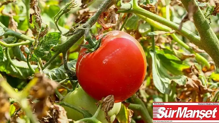 (Özel) Bir asırlık tohumdan ürettiği Ayaş domatesinin siparişine yetişemiyor