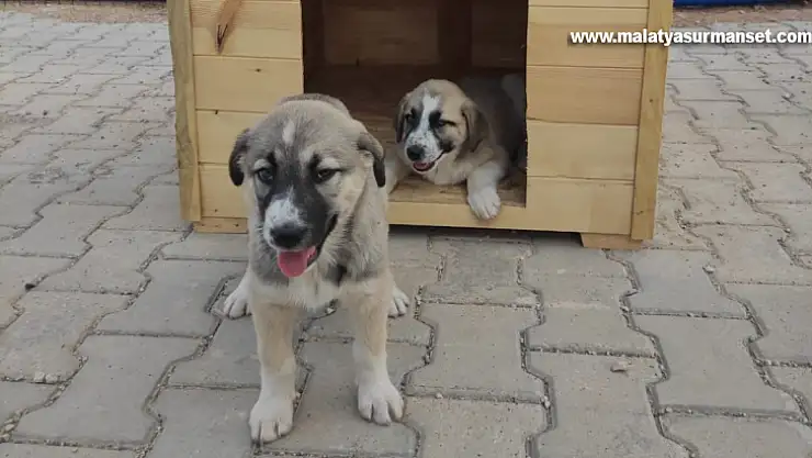 Özel çocuklar için yavru köpeklere kulübe