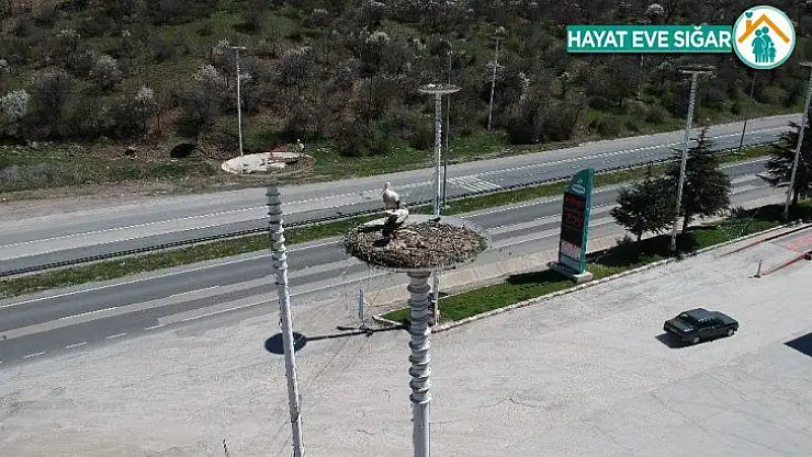 (Özel) Kanatlarında baharı getirdiler