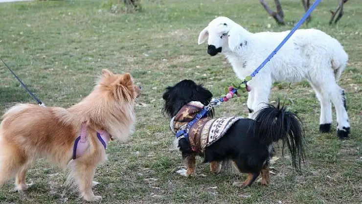 (Özel) Kestiği koyunun karnında yavru kuzuyu gören kasaptan örnek davranış