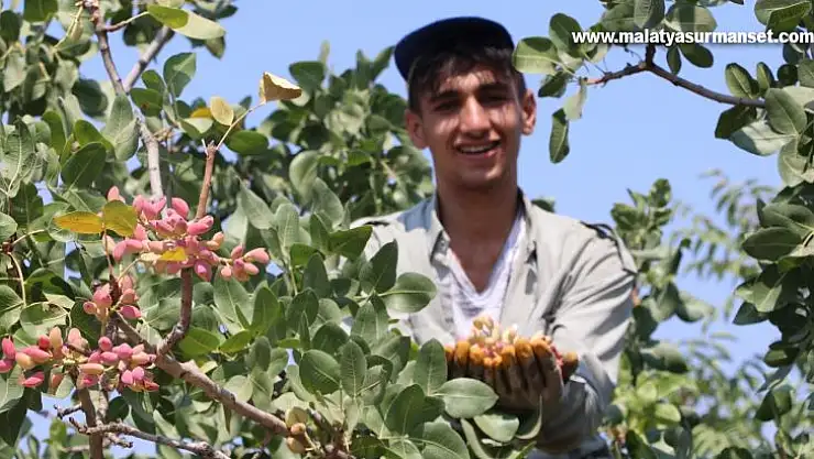(ÖZEL) Yeşil altında hasat zamanı