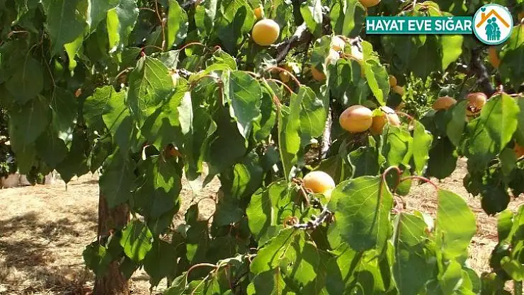 Parmaksız, kayısı rekoltesi tahminini fazla buldu