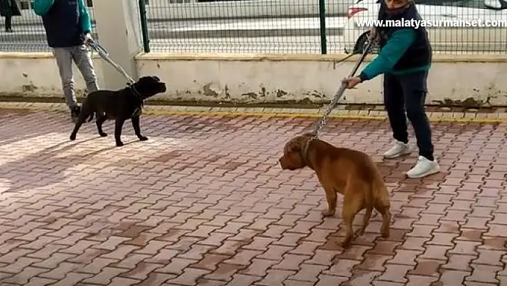 Pitbull dehşetinde gözaltı sayısı 6'ya yükseldi