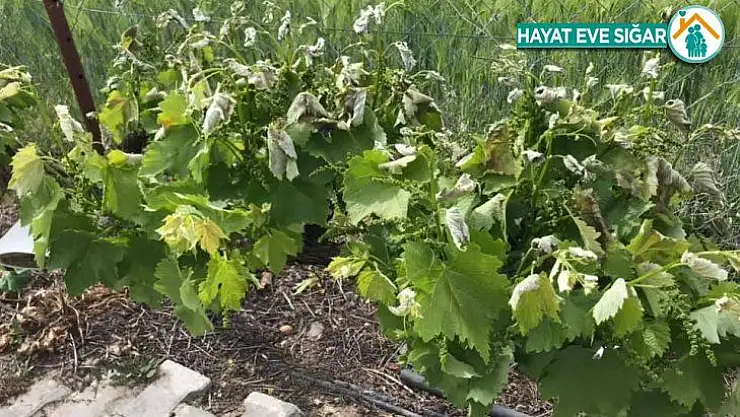 Polatlı'da tarım arazilerini don vurdu