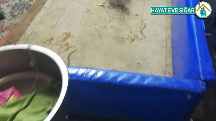 Polisten horoz dövüştürenlere baskın